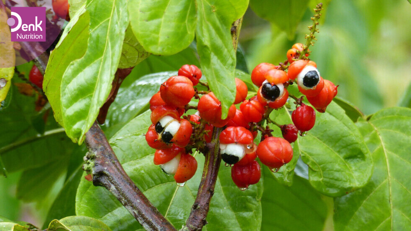 5. Guarana