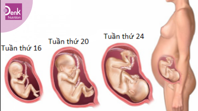 Tam cá nguyệt thứ hai là khi nào?