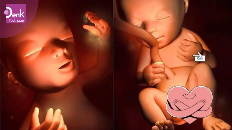 Tuần thứ 14: giới tính thai nhi được xác định