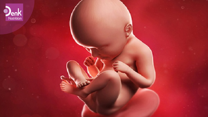 Tuần thứ 15: thai nhi mọc tóc