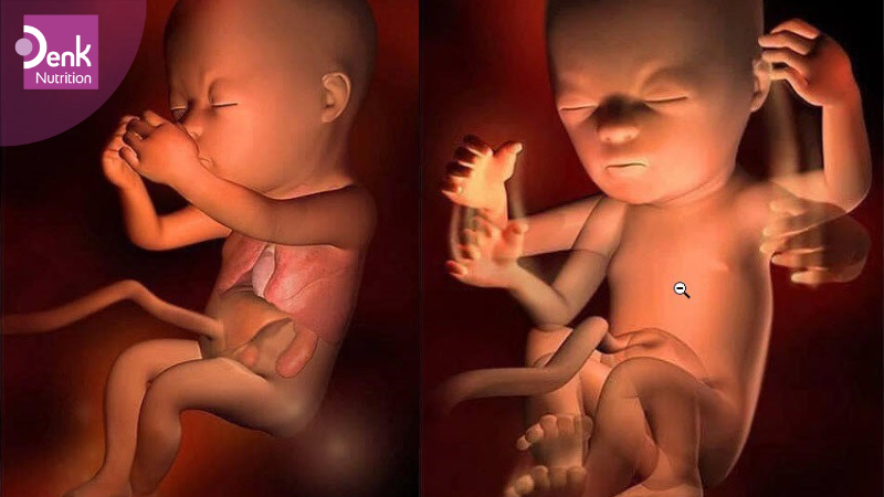 Tuần thứ 16: thai nhi bắt đầu có cử động mắt