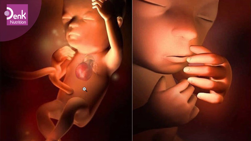 Tuần thứ 17: bắt đầu sự phát triển của móng chân