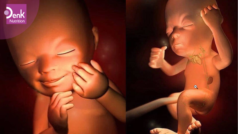 Tuần 19: lớp bảo vệ da của thai nhi đang hình thành