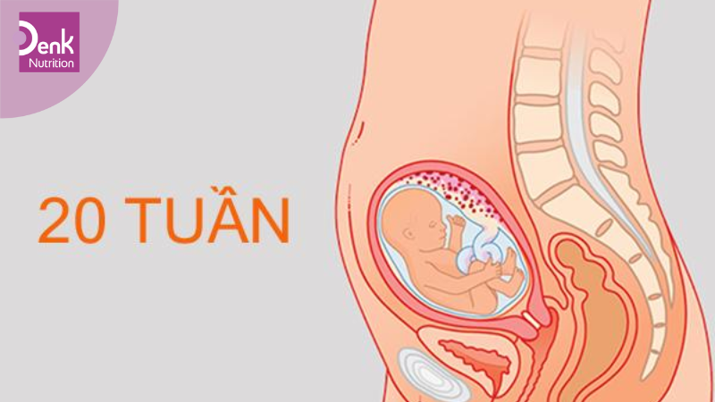 Tuần 20: thai kỳ đã đi được một chặng đường đáng kể