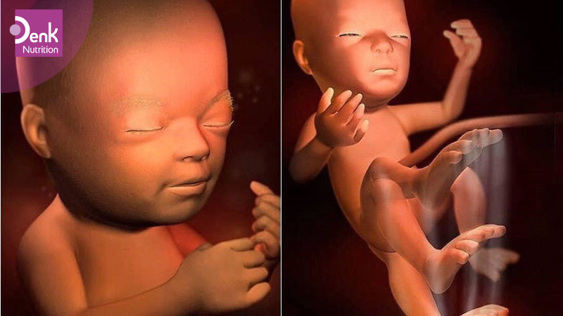 Tuần 22: tóc và lông mày của thai nhi có thể được quan sát bằng siêu âm