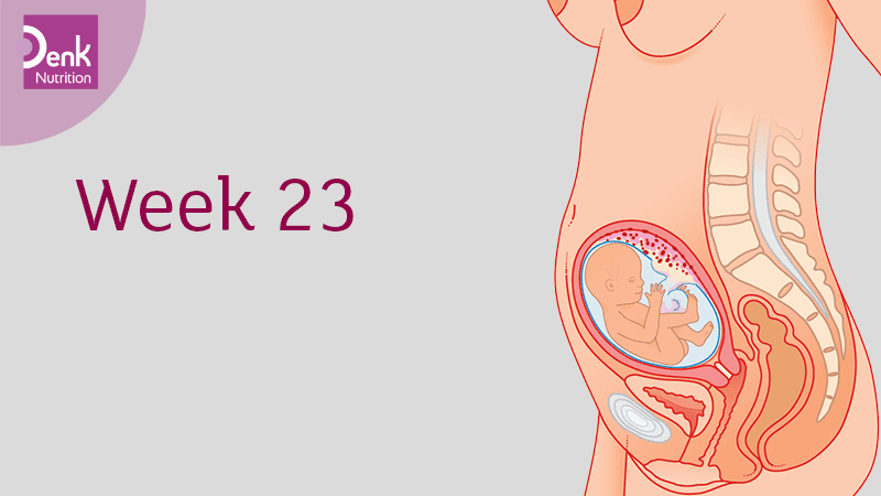 Tuần 23: dấu vân tay và vân chân bắt đầu hình thành