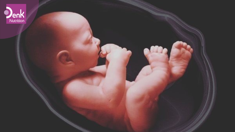 Tuần 26: hệ hô hấp của thai nhi đang phát triển