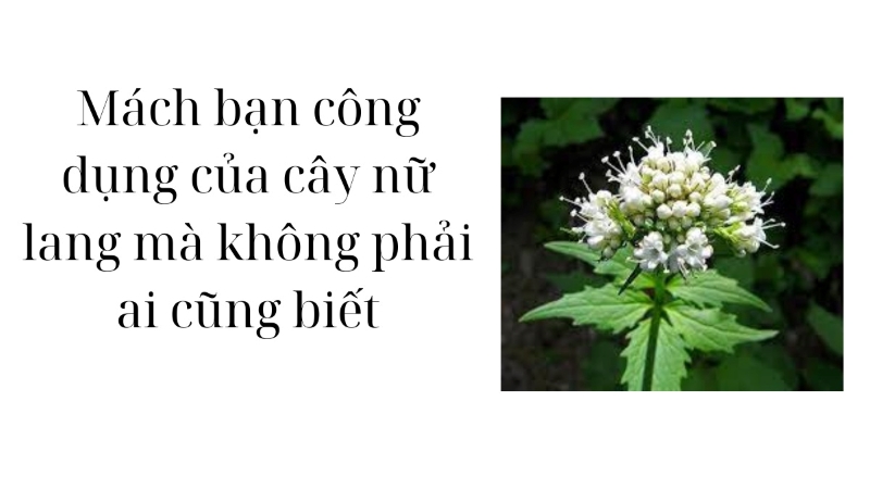 Công dụng của loại cây nữ lang