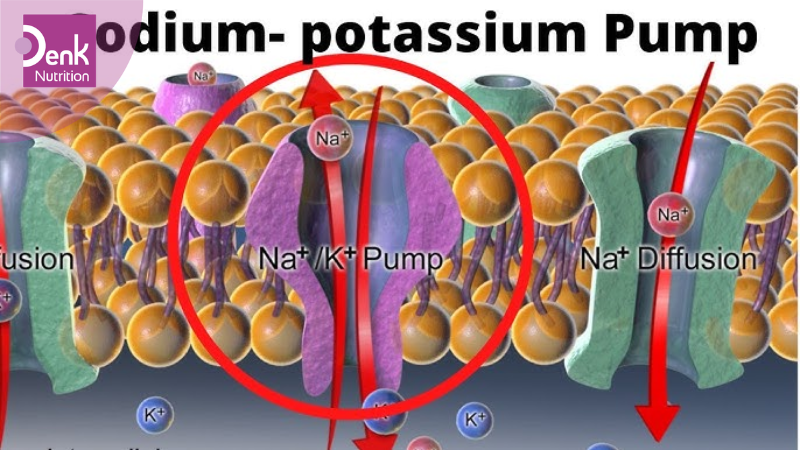Di chuyển kali vào nội bào
