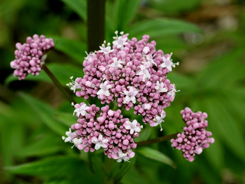 Thông tin về cây nữ lang
