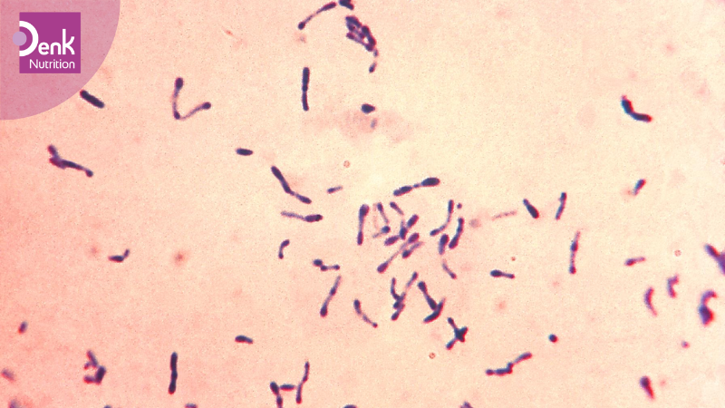 Bệnh bạch hầu là gì?