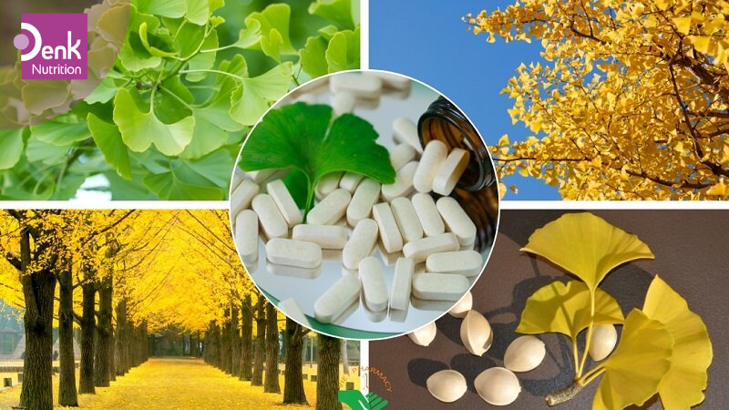 Công dụng của Ginkgo biloba
