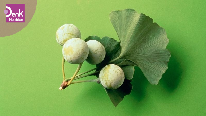 Ginkgo biloba là gì?