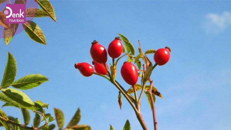 Lưu ý khi dùng quả tầm xuân