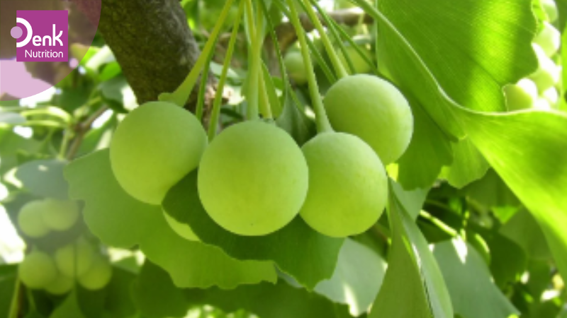 Ginkgo biloba có tác dụng gì