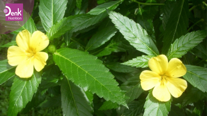 Đặc điểm hình thái của cây tráng dương