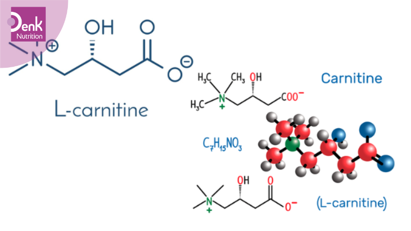 L-Carnitine là gì?