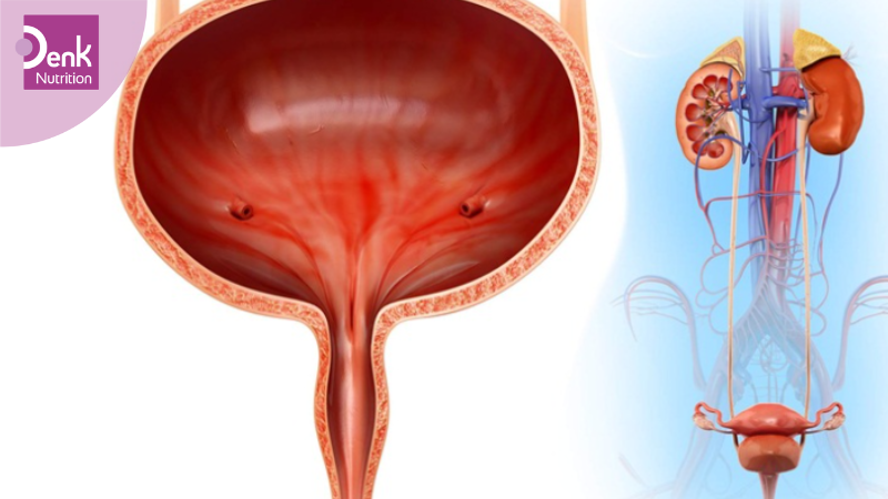 Ngăn ngừa triệu chứng đau do bàng quang