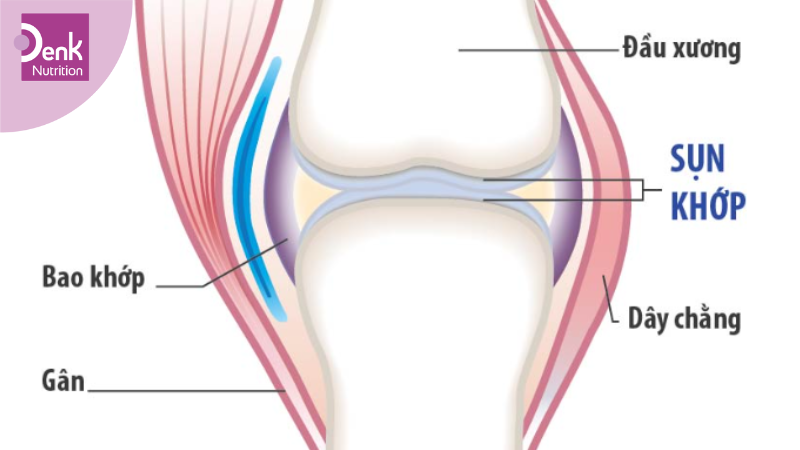 Giúp tăng sinh tổng hợp tế bào sụn khớp