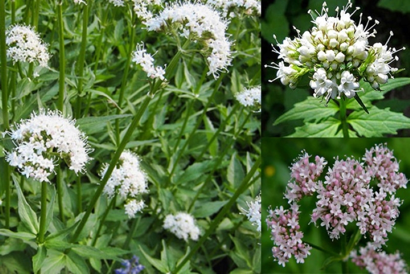 Các loại cây nữ lang