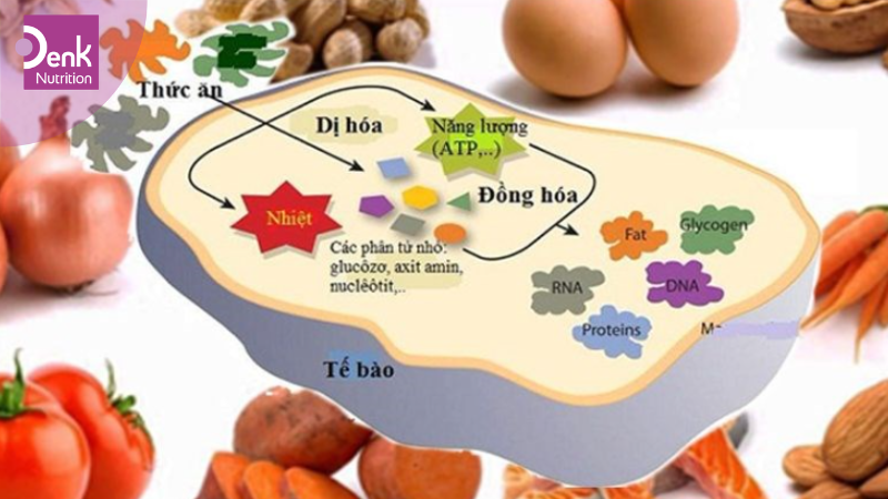 Hỗ trợ quá trình trao đổi chất