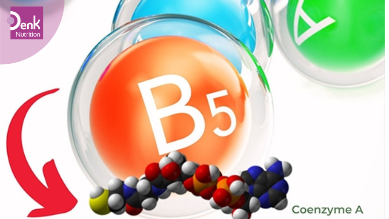 Tổng hợp co-enzym A