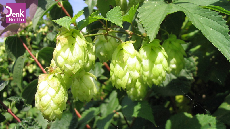 Hoa bia là gì? Đặc điểm hình thái của cây hoa bia