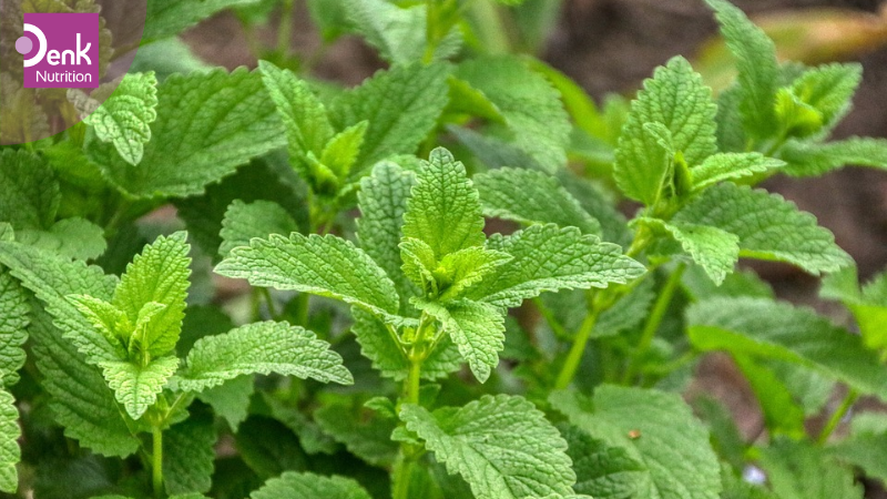 Đặc điểm hình thái của cây tía tô đất