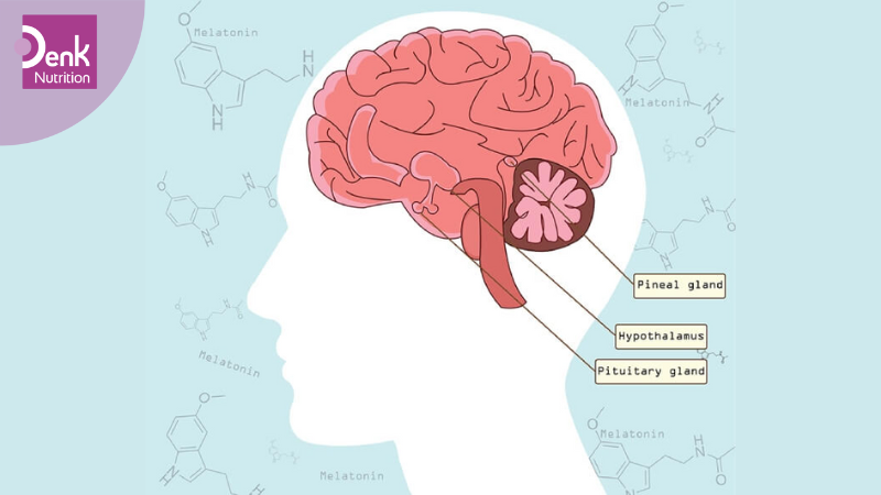 cơ chế hoạt động của melatonin