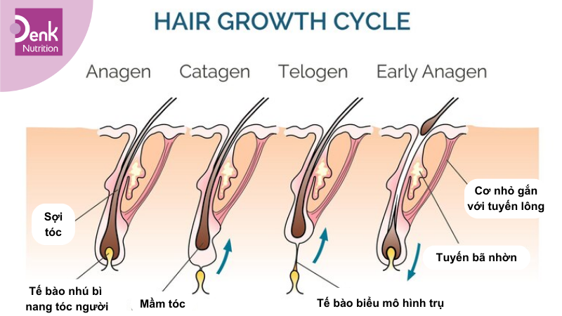 Chu kỳ phát triển bình thường của tóc