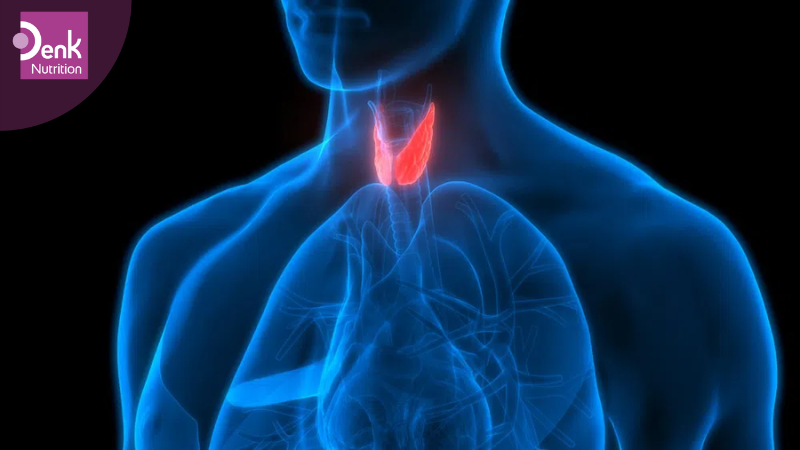 vitamin B12 và tuyến giáp có mối quan hệ như thế nào?