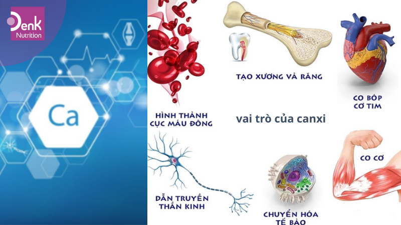 Vai trò của canxi với cơ thể