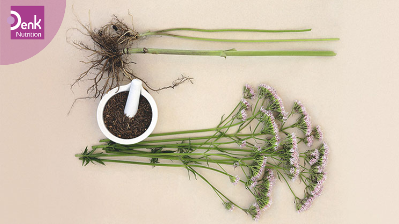 Đặc điểm hình thái