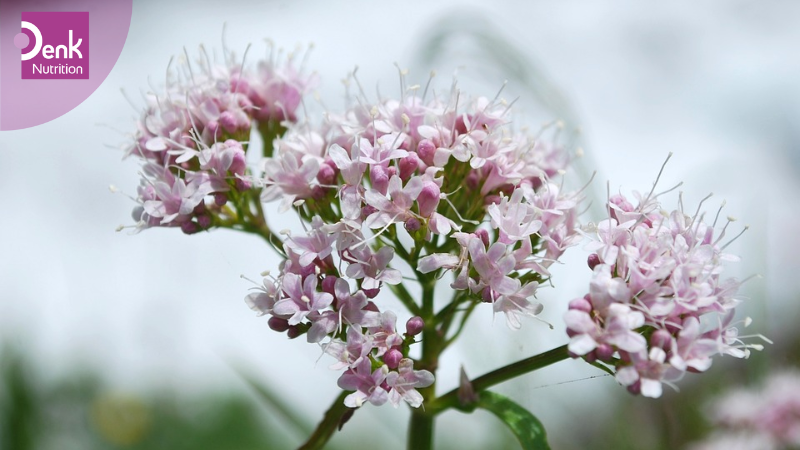 Giới thiệu cây nữ lang