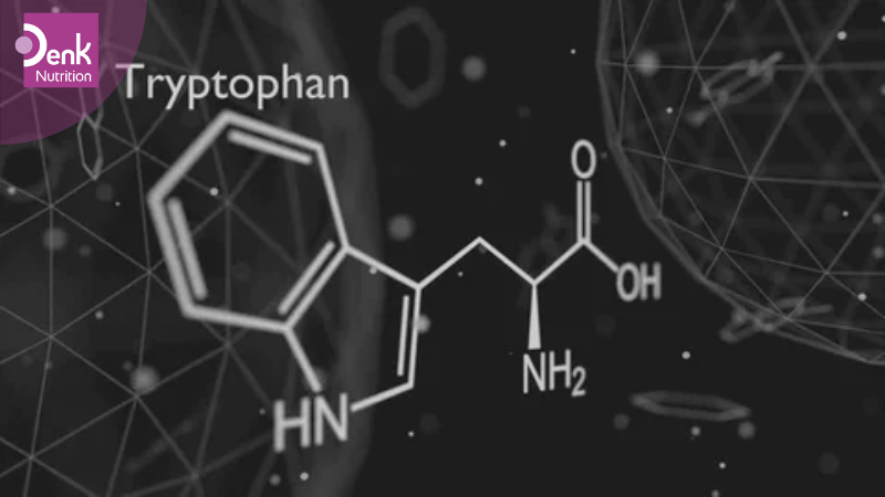 Tryptophan có vai trò gì với giấc ngủ?