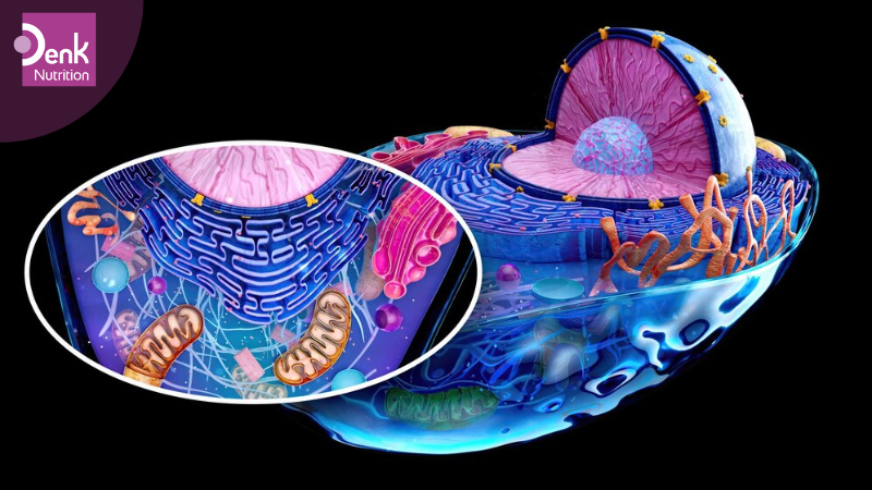 Điều hòa quá trình chuyển hóa các chất