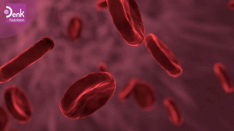 Hình thành tế bào hồng cầu và phòng chống thiếu máu