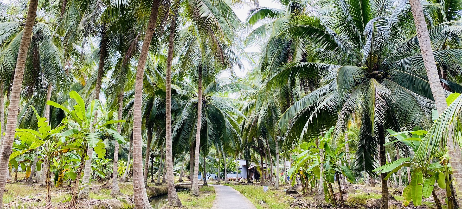 Dừa sáp