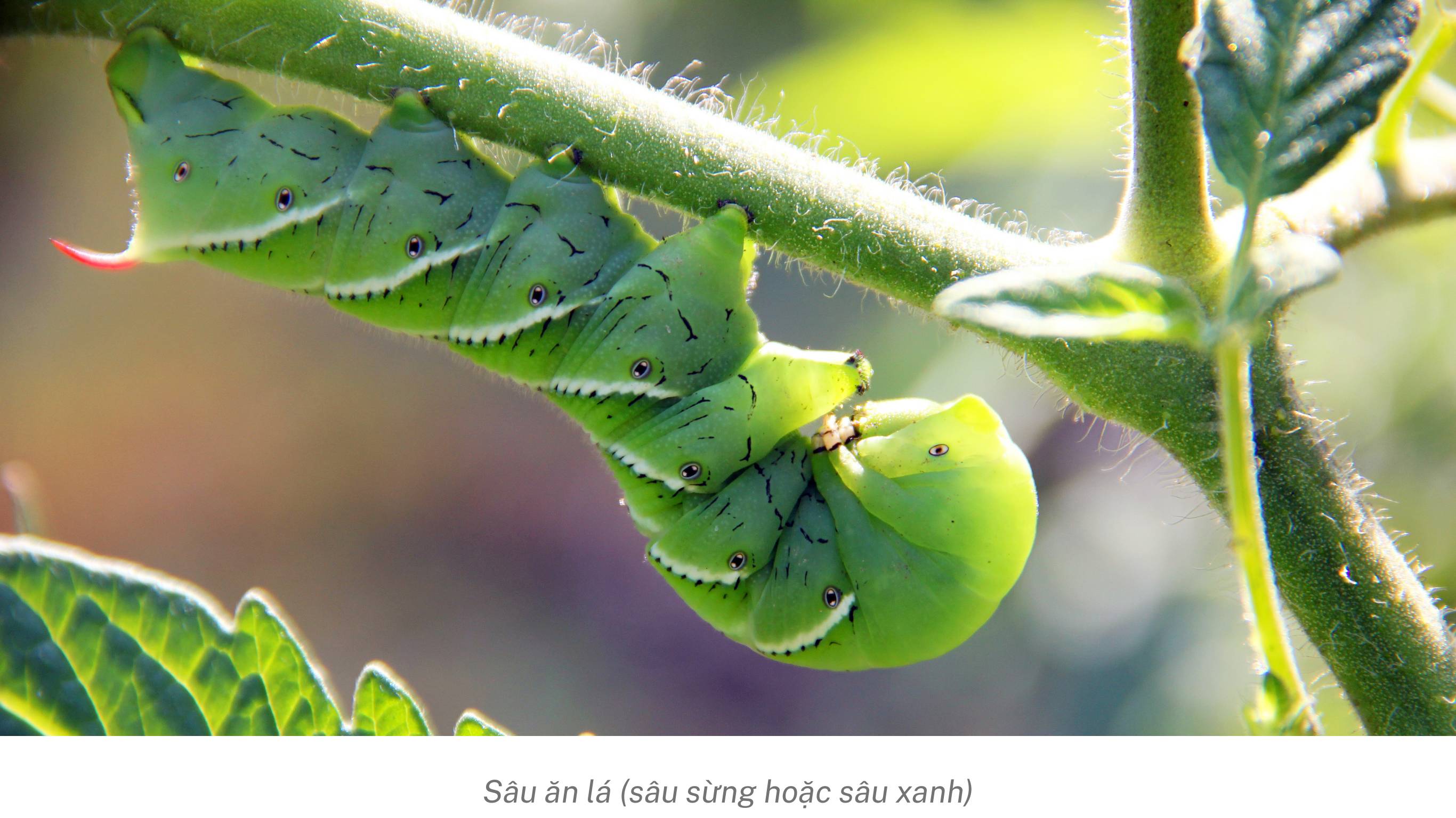 Sâu ăn lá hại thực vật