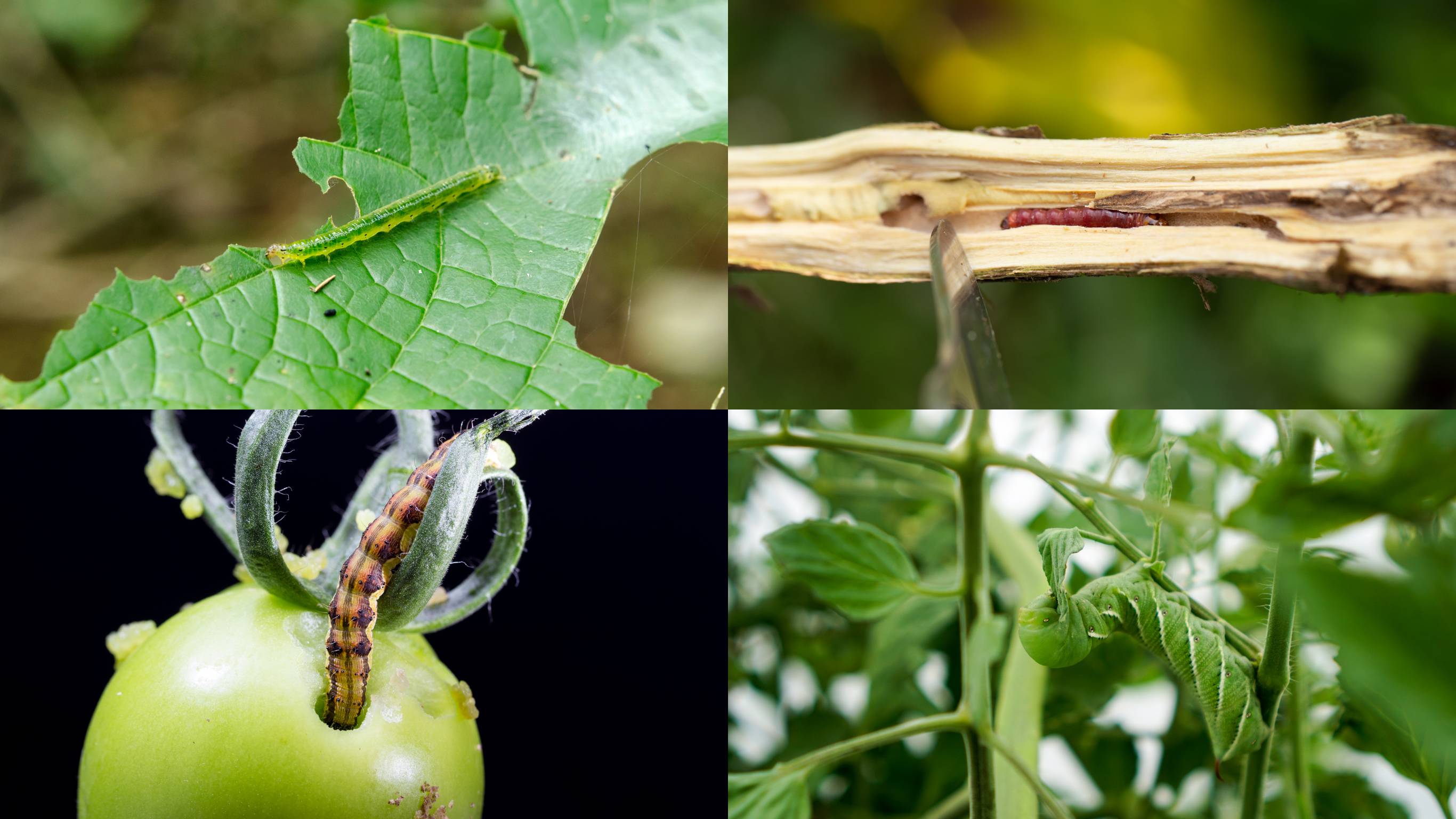 Các loại sâu bệnh hại cây trồng