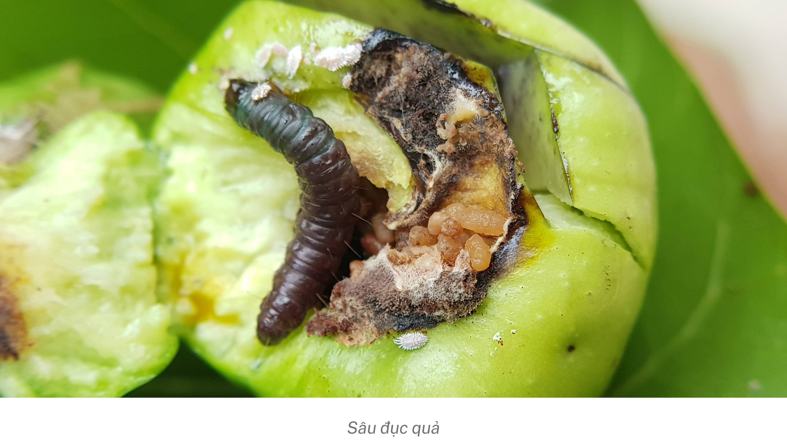 Sâu đục quả hại thực vật