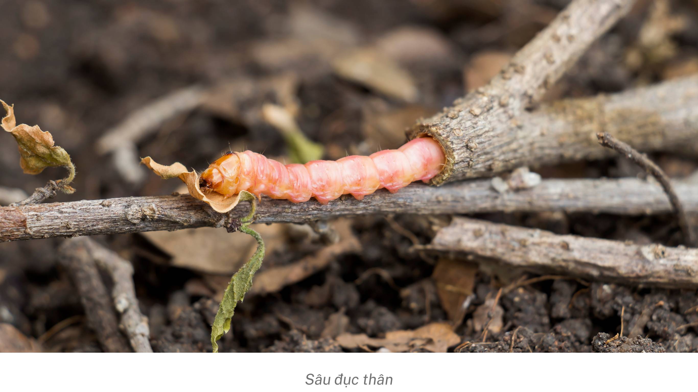 Sâu đục thân hại cây trồng