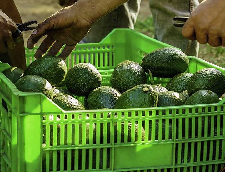 Sóng nhựa đựng thực phẩm, trái cây