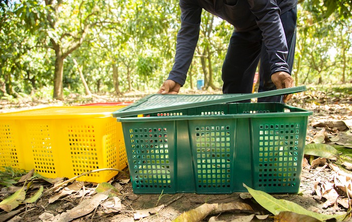 Thùng nhựa sóng hở dùng trong nông nghiệp
