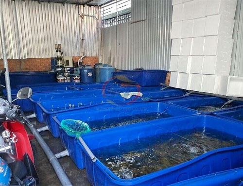 Sóng bít được ứng dụng trong chăn nuôi cá