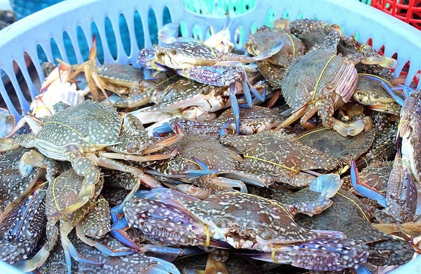 ngôi sao tour - ghẹ hàm ninh