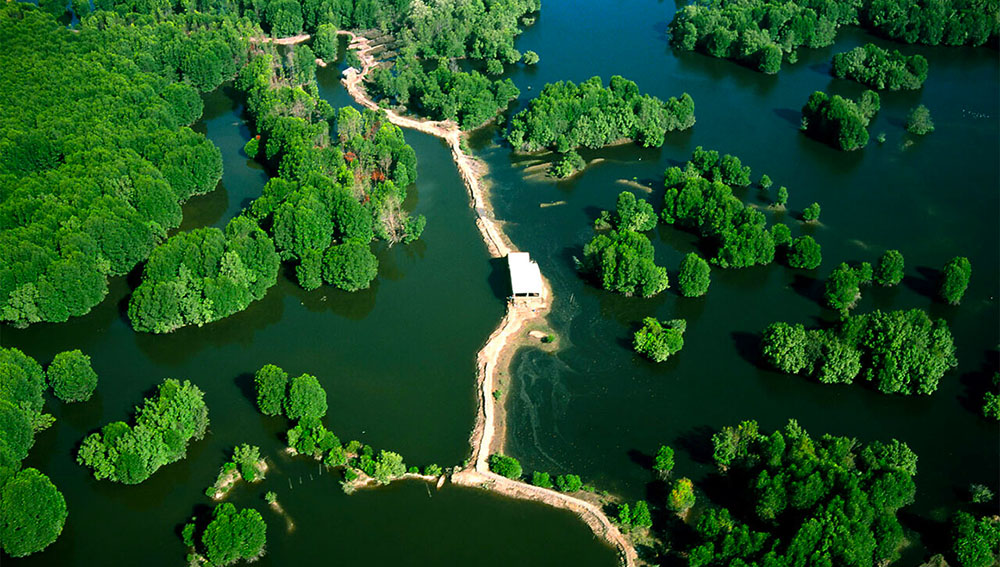 Cần Giờ - Rừng ngập mặn xanh mát