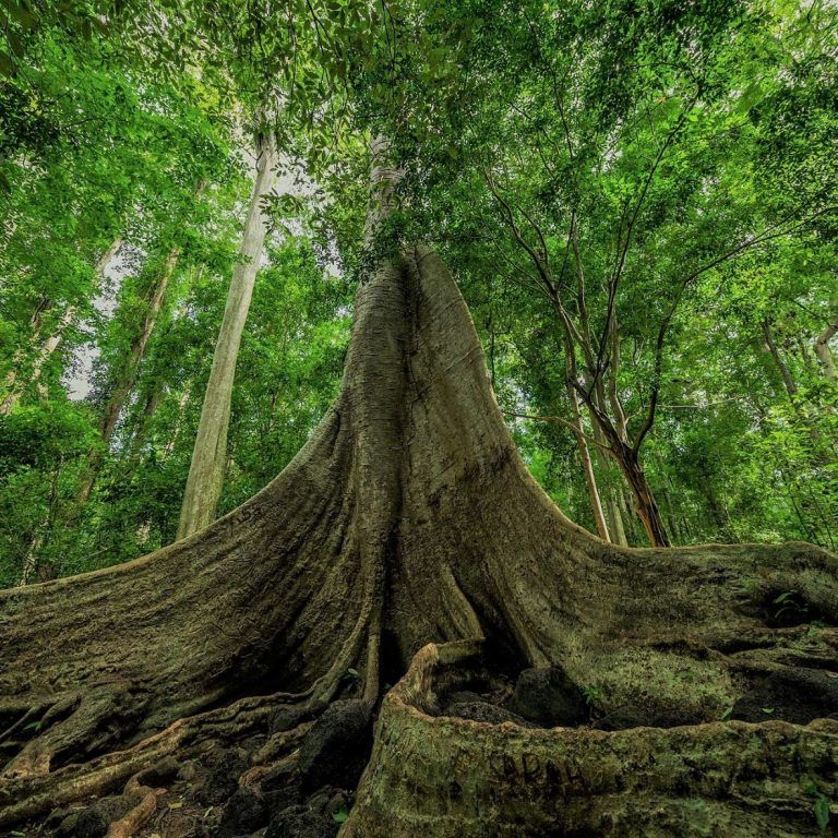 Vườn Quốc gia Cát Tiên - Rừng nhiệt đới hoang dã