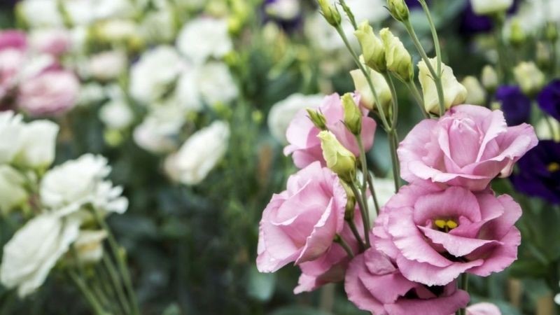 Hoa tặng người yêu - Hoa cát tường