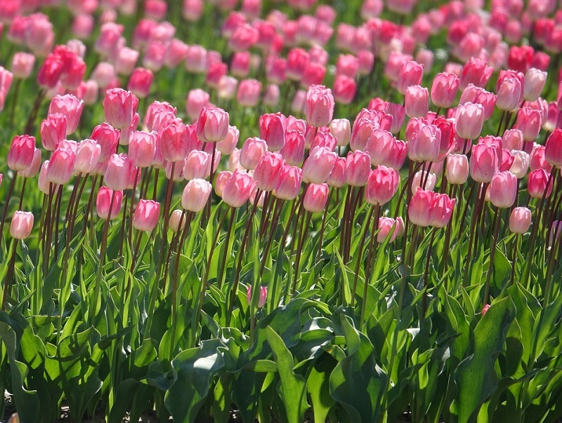 Hoa tulip phù hợp tặng người yêu vào mùa hè